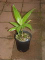 Areca Triandra
